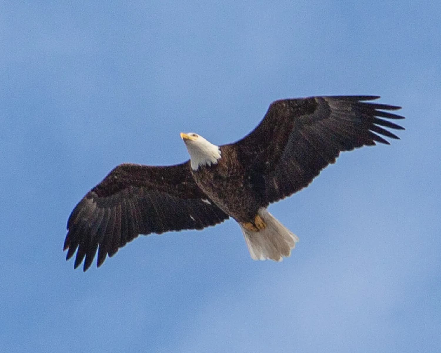Bald eagle along the Upper Mississippi River near Red Wing and Goodhue County, Minnesota.