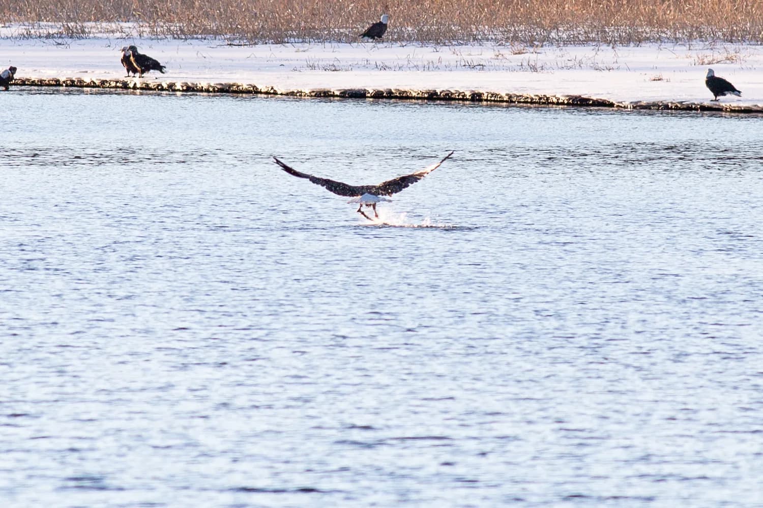 Bald eagle along the Upper Mississippi River near Red Wing and Goodhue County, Minnesota.