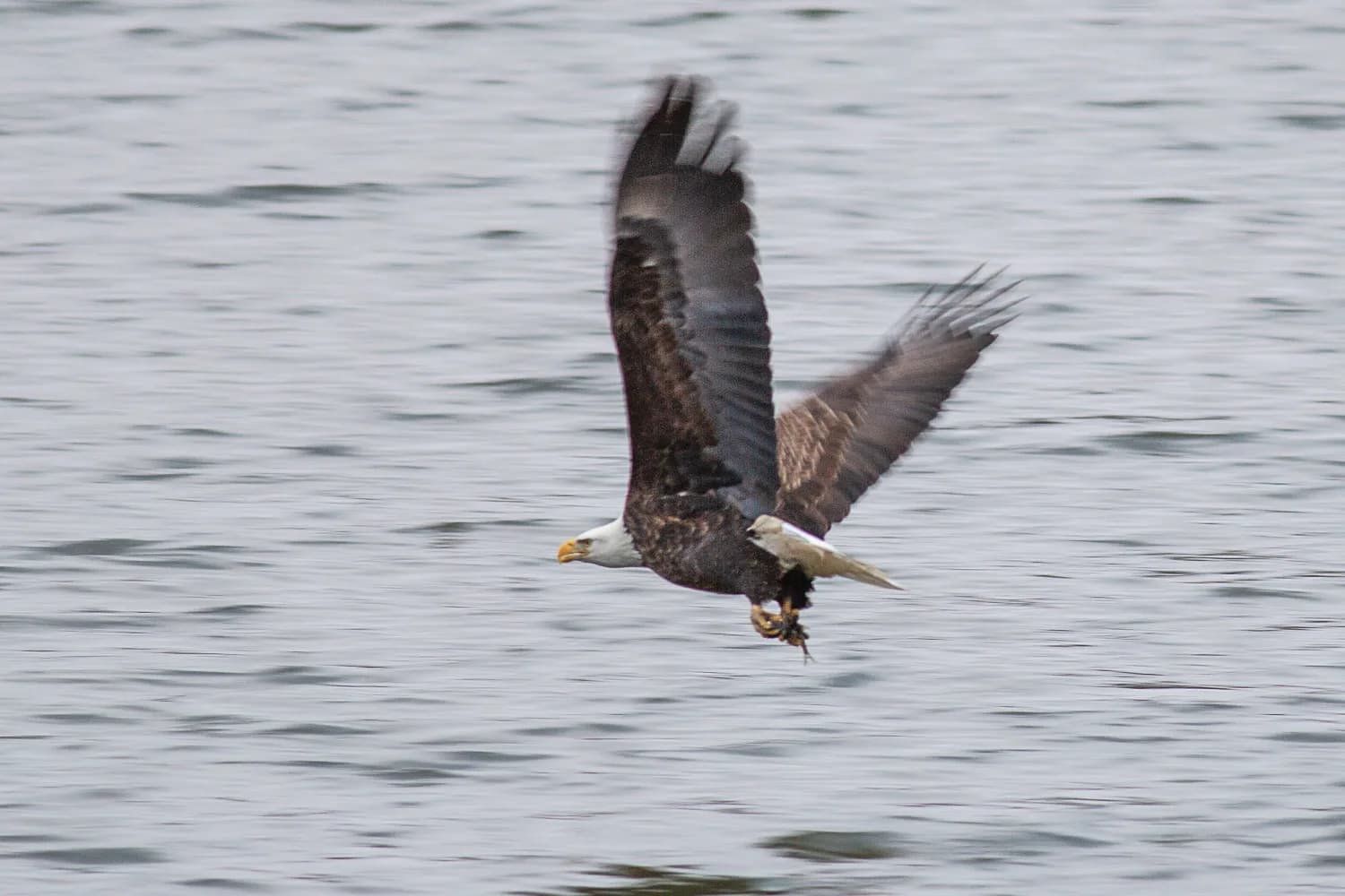 Bald eagle along the Upper Mississippi River near Red Wing and Goodhue County, Minnesota.