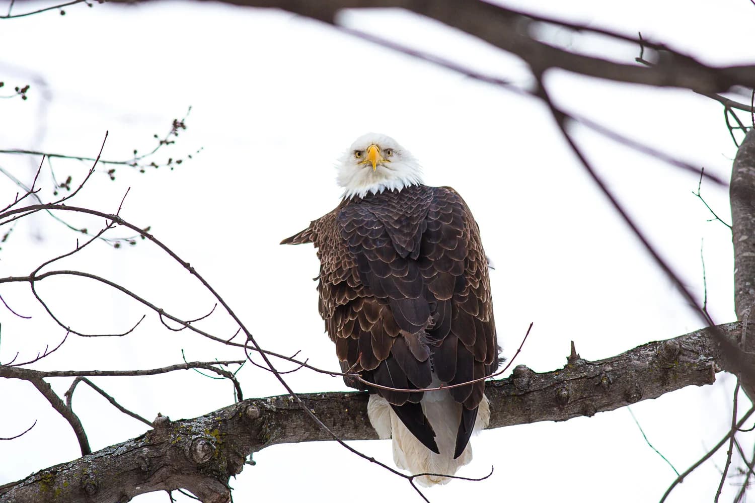 Bald eagle along the Upper Mississippi River near Red Wing and Goodhue County, Minnesota.