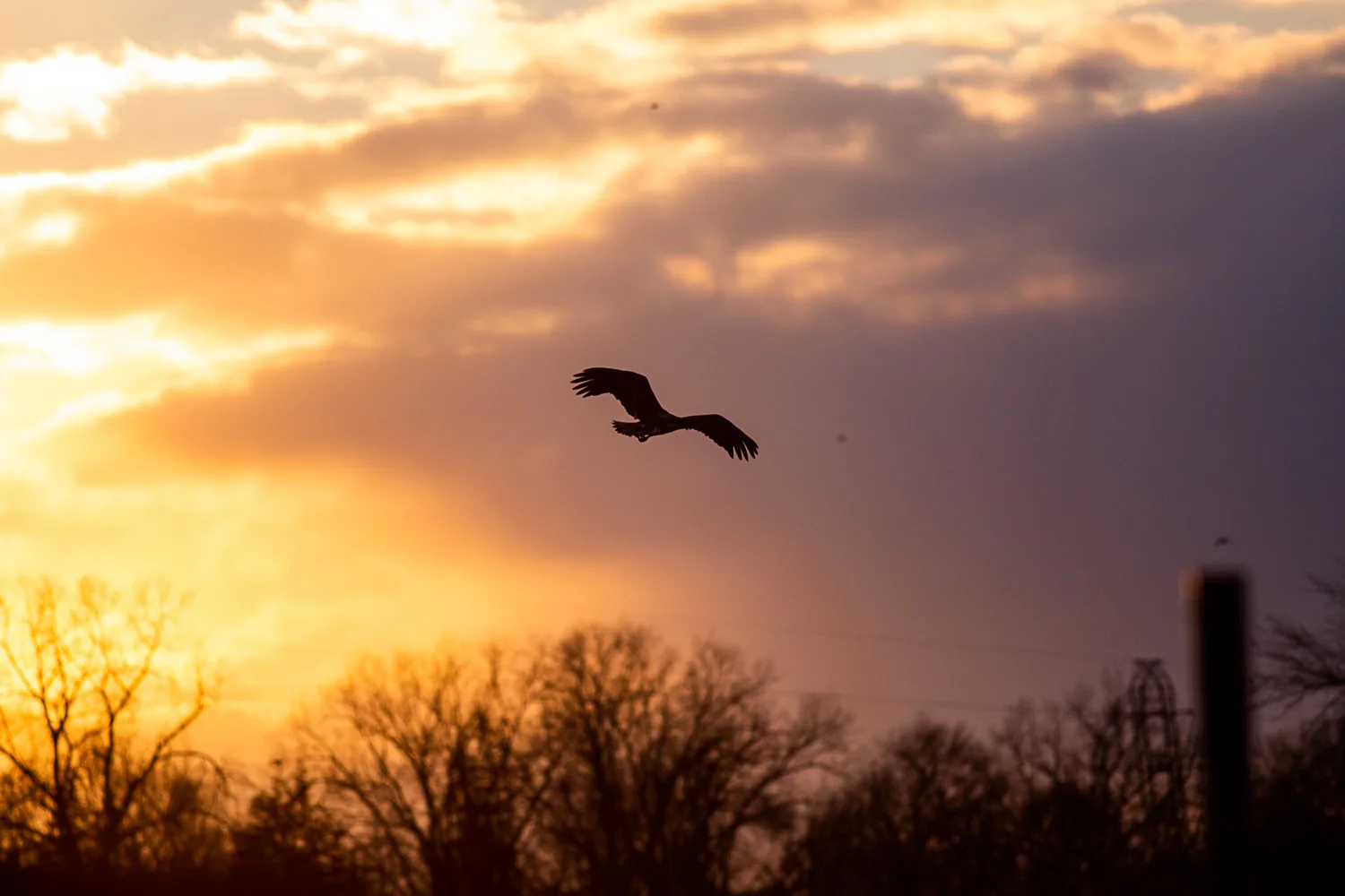 Bald eagle along the Upper Mississippi River near Red Wing and Goodhue County, Minnesota.